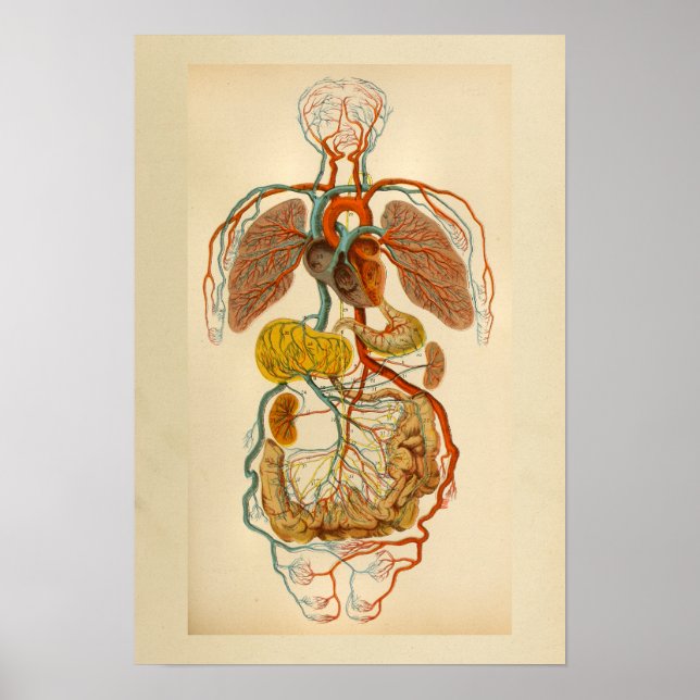 Vintage Anatomy Print Heart Arteries Veins (Front)