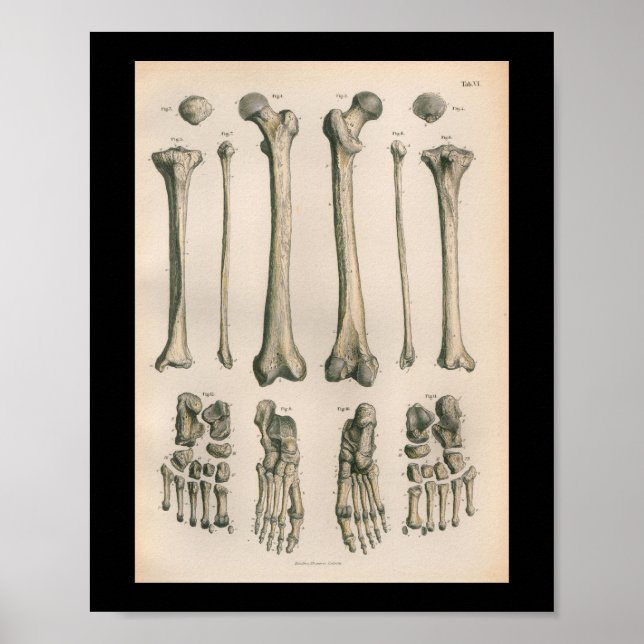 Vintage Anatomy Print Leg Foot Bones (Front)