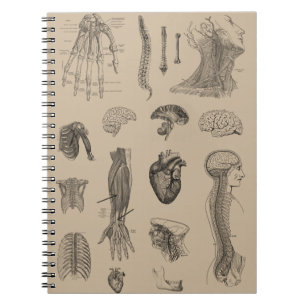 Vintage Anatomy Print Notebook
