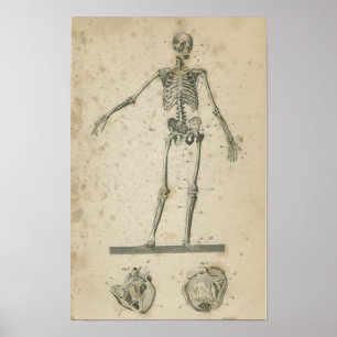 Vintage Anatomy Print Skeleton