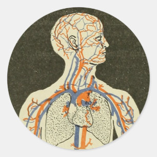 Vintage Anatomy Veins and Arteries Illustration Classic Round Sticker
