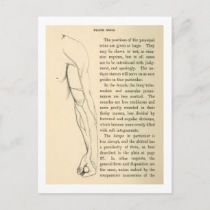 Vintage Anatomy   Veins of the Arm  (circa 1852) Postcard