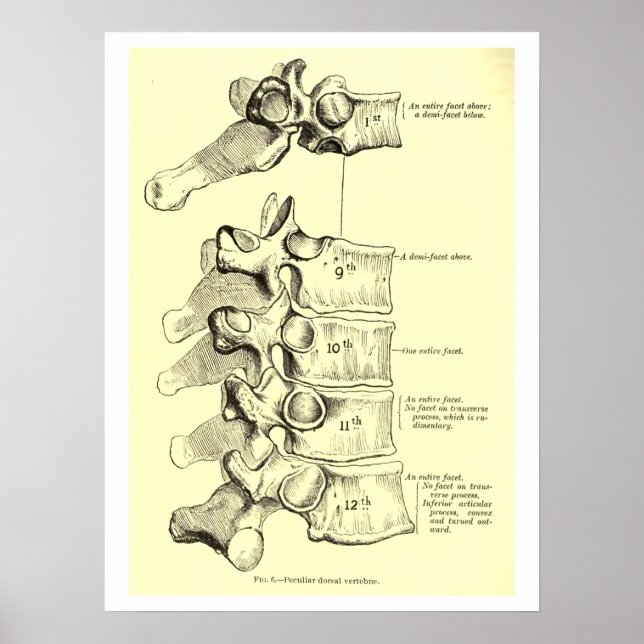 Vintage Anatomy | Vertebrae Poster (Front)