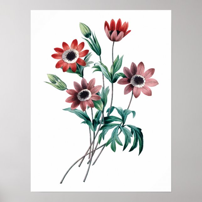 Vintage Anemones Poster (Front)