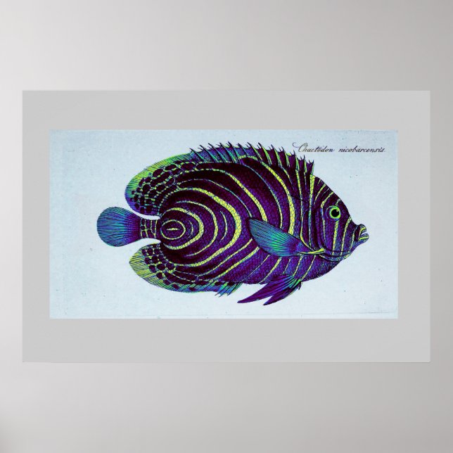 vintage angelfish print (Front)