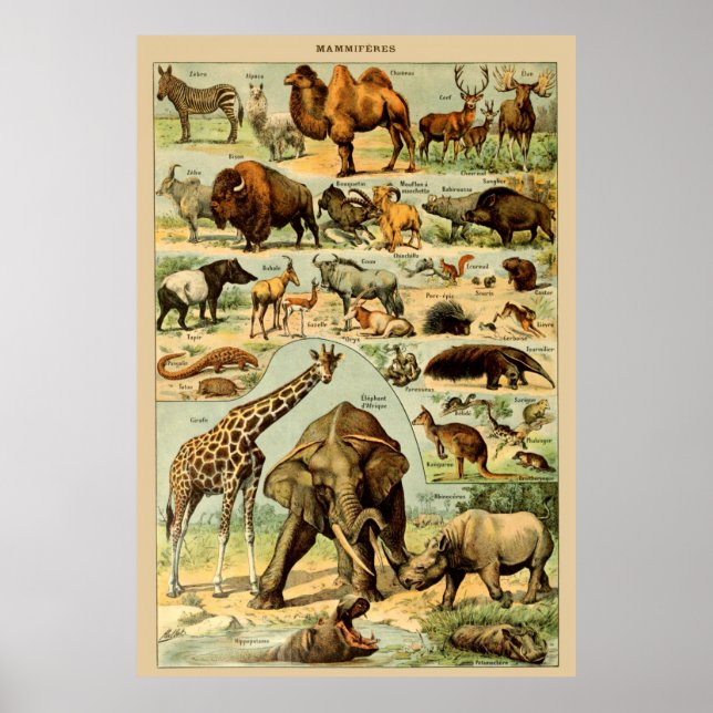 Vintage animal art print african wildlife (Front)