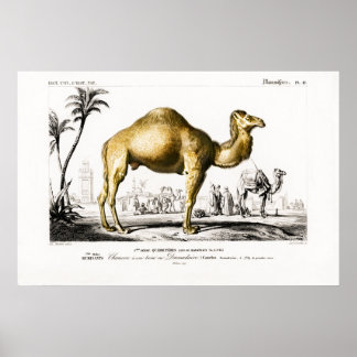 Vintage animal illustration of a Camel Poster
