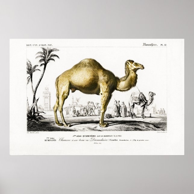 Vintage animal illustration of a Camel Poster (Front)