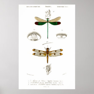 Vintage animal illustration of dragonflies poster