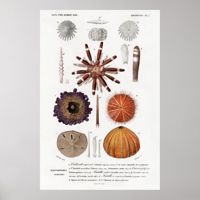 Vintage animal illustration of sea urchins poster (Front)