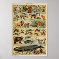 Vintage Animal Illustration