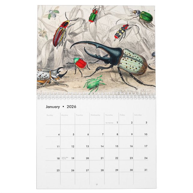Vintage Animal Insects Bugs Fish Zoology Kingdom Calendar (Jan 2026)