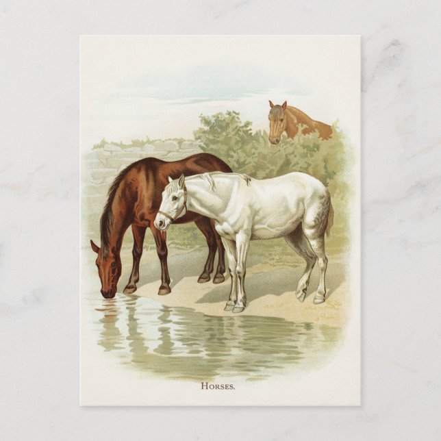 Vintage animal mignon Carte postale Cheval (Devant)
