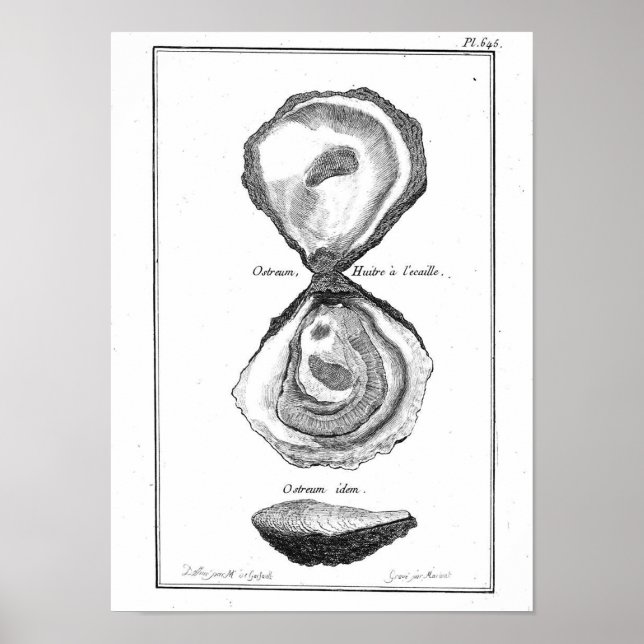 Vintage Animal Poster - Oyster (Front)