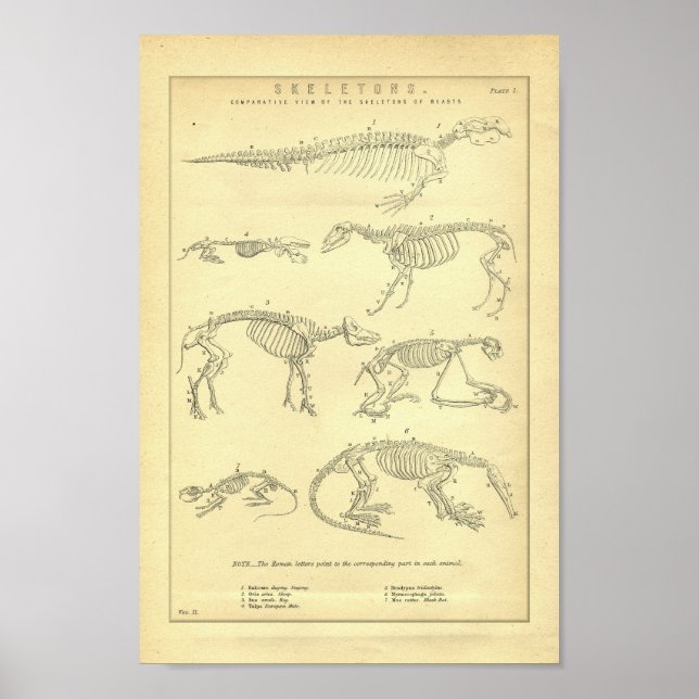 Vintage Animal Skeletons Print (Front)