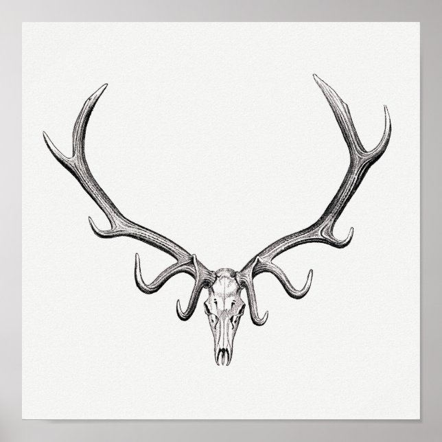 Vintage Animal Skull Poster (Front)