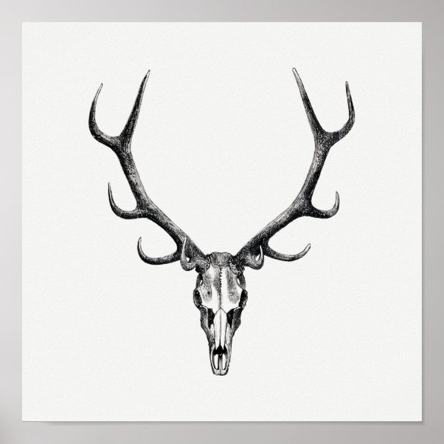 Vintage Animal Skull Poster (Front)