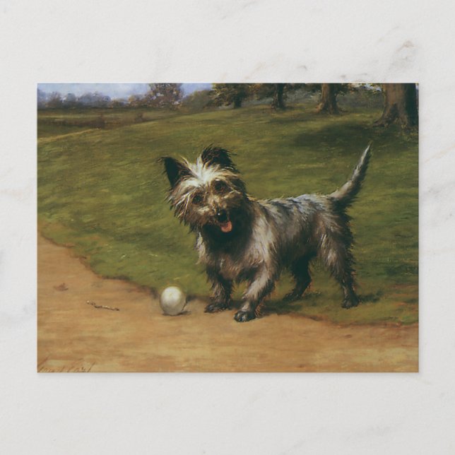 Vintage Animals Dogs, Cute Scottish Terrier Puppy Postcard (Front)