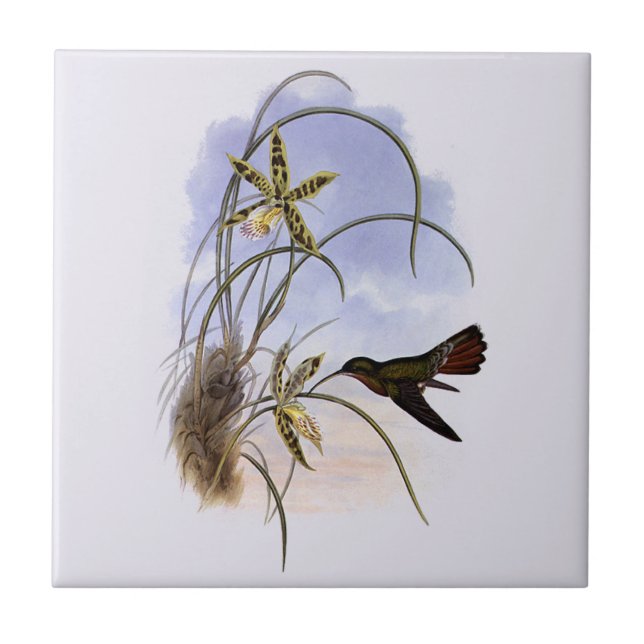 Vintage Animals, Hummingbird Bird Orchid Flowers Tile (Front)