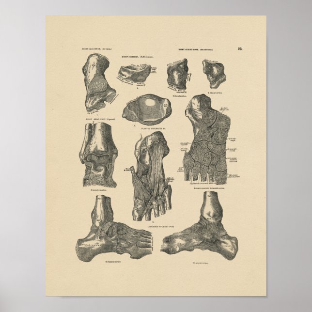 Vintage Ankle Joint Anatomy 1880 Print (Front)