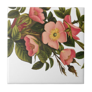 Vintage Antique Art Rose Flower Art Illustration Tile