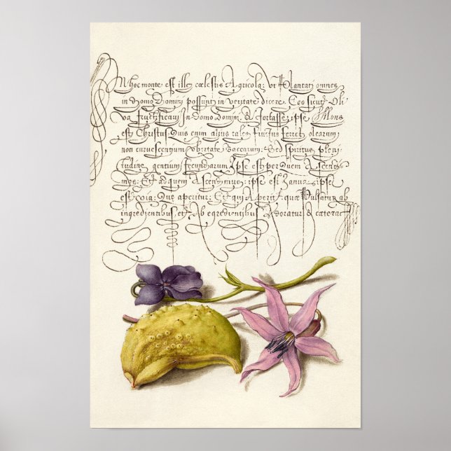 Vintage antique calligraphy botanical illustration poster (Front)
