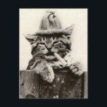 Vintage Antique Funny Nostalgia cute cat/kitten Postcard<br><div class="desc">Vintage Antique cute Cat/Kitten in Black and White Design. This Photo is taken from a true Vintage postcard the Name of the Postcard is The Gentleman Next Door, Such a cute funny Cat photo. I have more Vintage photos on different products in my store, would make Beautiful Gifts or Collectables....</div>