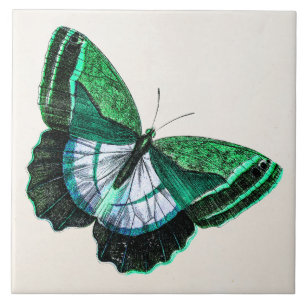 Vintage Antique Green Butterfly 1800s Illustration Tile