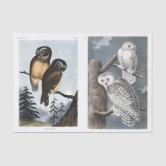 Vintage Antique Stunning Owl Illustrations Tissue Paper