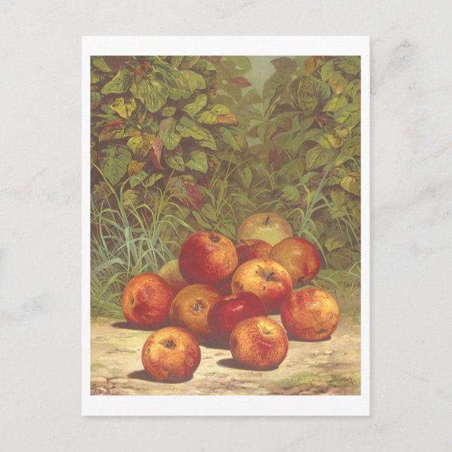 Vintage Apple Lithograph Postcard (Front)