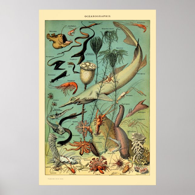 Vintage Aquatic Life by Adolphe Millot Poster (Front)