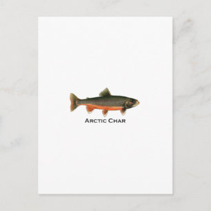 Vintage Arctic Char Illustration - Breeding Male Postcard