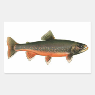 Vintage Arctic Char Illustration - Breeding Male Sticker