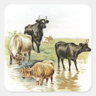 Vintage Art Farm Animals Cows Square Sticker