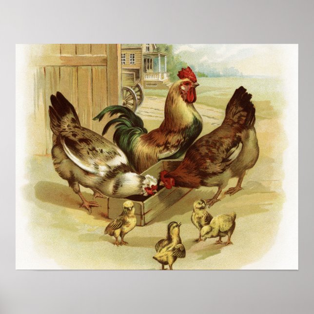 Vintage Art Farm Chickens Poster (Front)