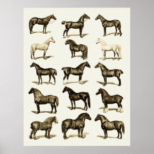 Vintage art Horse Breeds Chart printed poster wall