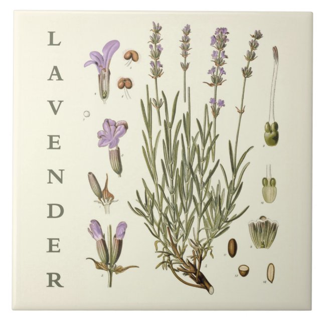 Vintage Art: Lavender Plant and Flowers Scientific Tile (Front)