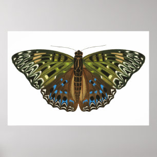 Vintage Art nouveau butterfly Poster