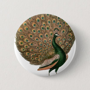 Vintage art Peafowl (peacock) plummage green gold 2 Inch Round Button