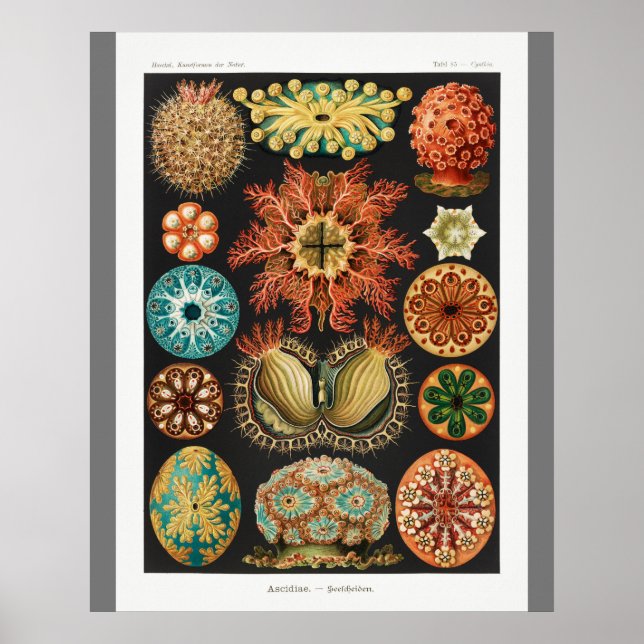 Vintage Art Print (Ascidiae) Beautiful Marine Life (Front)