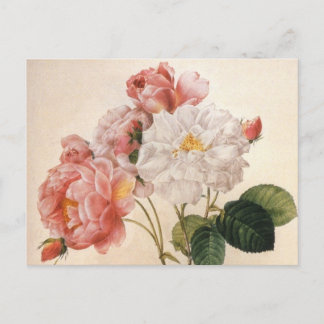 Vintage Art Rose Flower Postcard