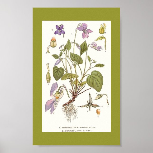 Vintage Art-viola-riviana-viola-canina Poster (Front)
