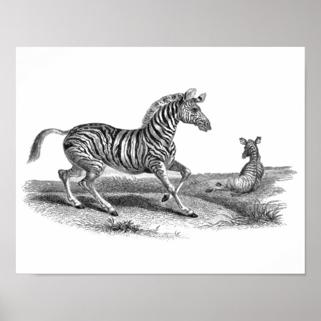 Vintage Art Zebra And Foal Animal  Poster (Front)