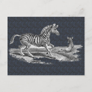 Vintage Art Zebra and Foal Wildlife Postcard