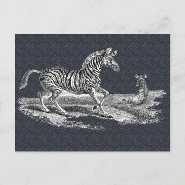 Vintage Art Zebra and Foal Wildlife Postcard (Front)