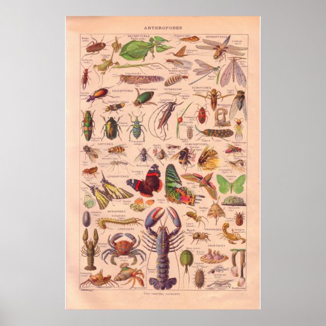 Vintage arthopods poster 1920 (Front)