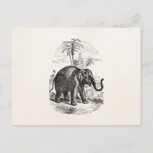 Vintage Asian Elephant Personalized Elephants Postcard (Front)