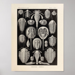 Vintage Aspidonia Colour Ernst Haeckel Art Print