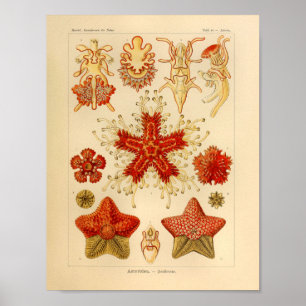 Vintage Asteridae Color Ernst Haeckel Art Print