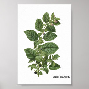 Vintage Atropa Belladonna Botanical Illustration Poster
